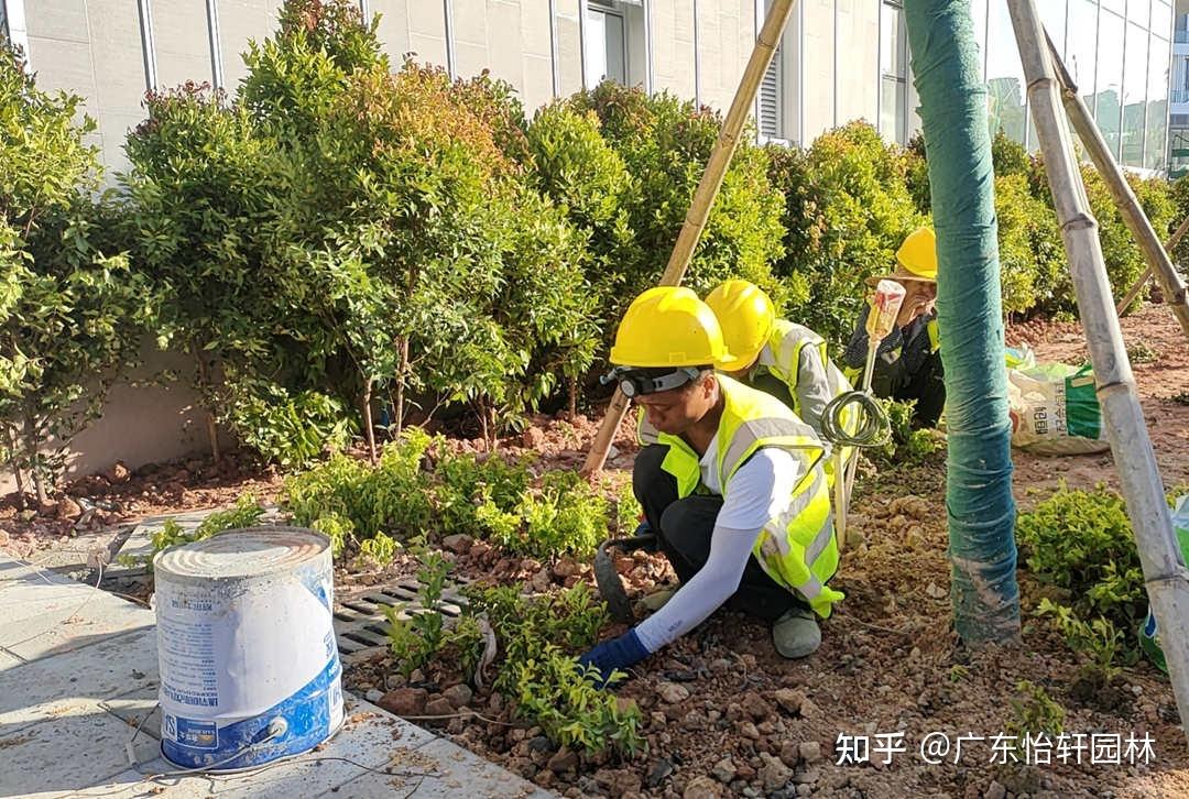 因園林綠化工程施工不當(dāng)所引發(fā)的養(yǎng)護(hù)問題