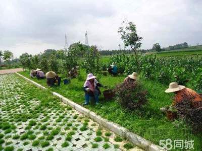 【58同城】鮮花