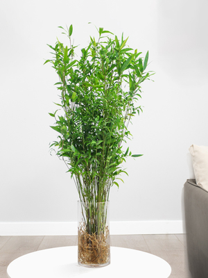 武漢室內(nèi)盆景、花卉養(yǎng)護(hù)與園林綠化工程全解析