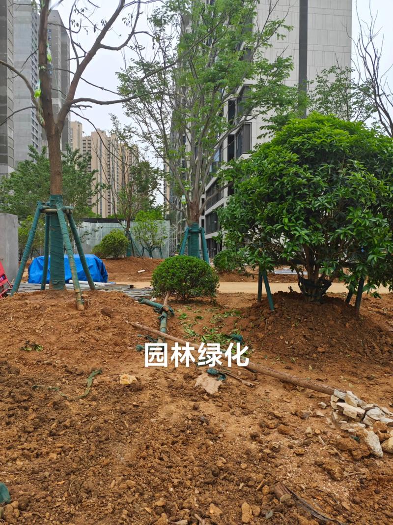 光谷中央公園體育場地設施工程建設提速，綠色生態與全民健身協同發展