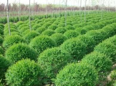 綠化工程公司命名指南 三字名稱大全與園林綠化施工要點